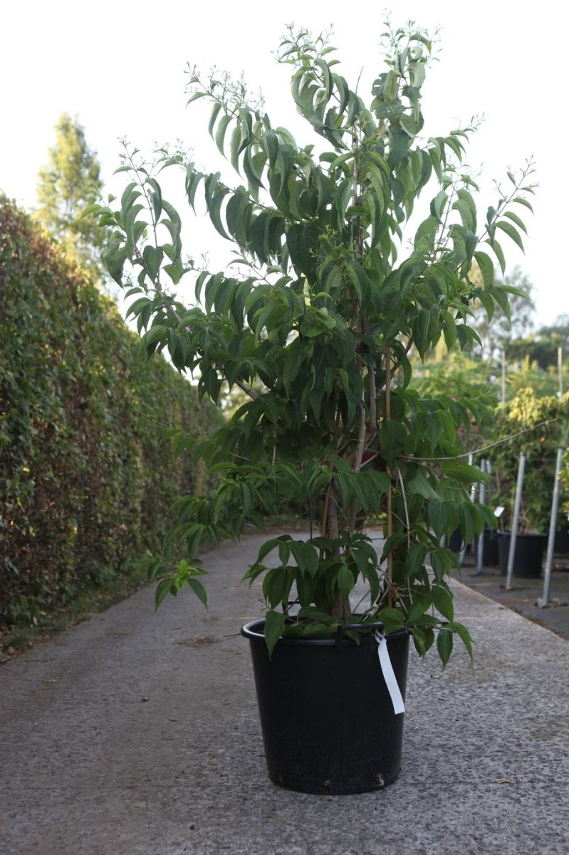 Main image on product details page