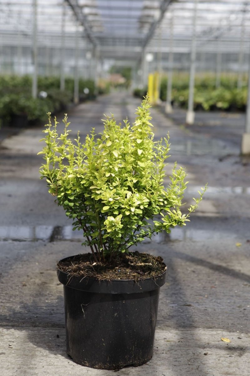 Main image on product details page