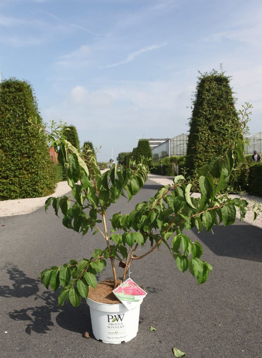 Main image on product details page