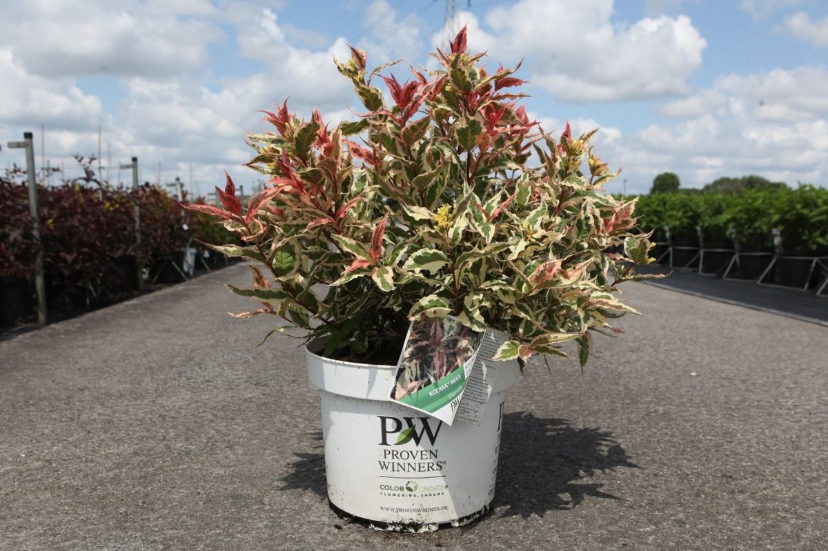 Main image on product details page