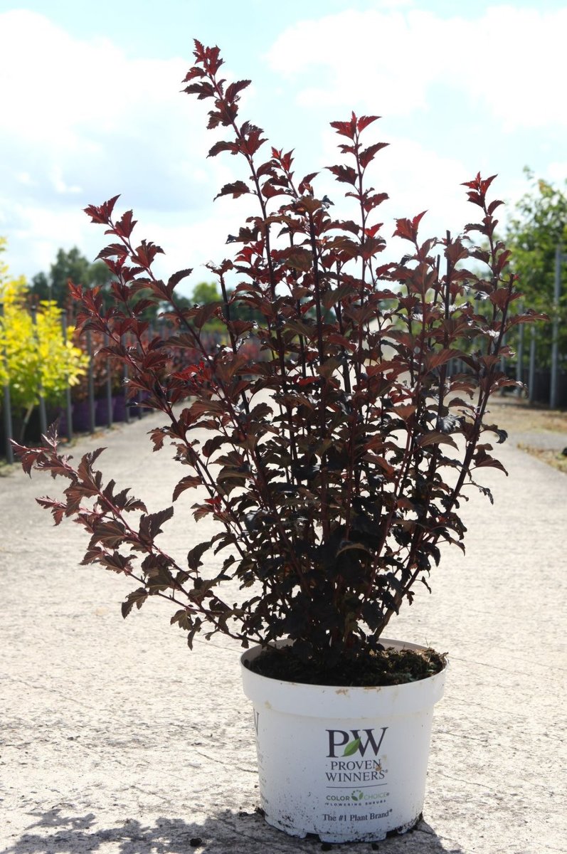 Main image on product details page