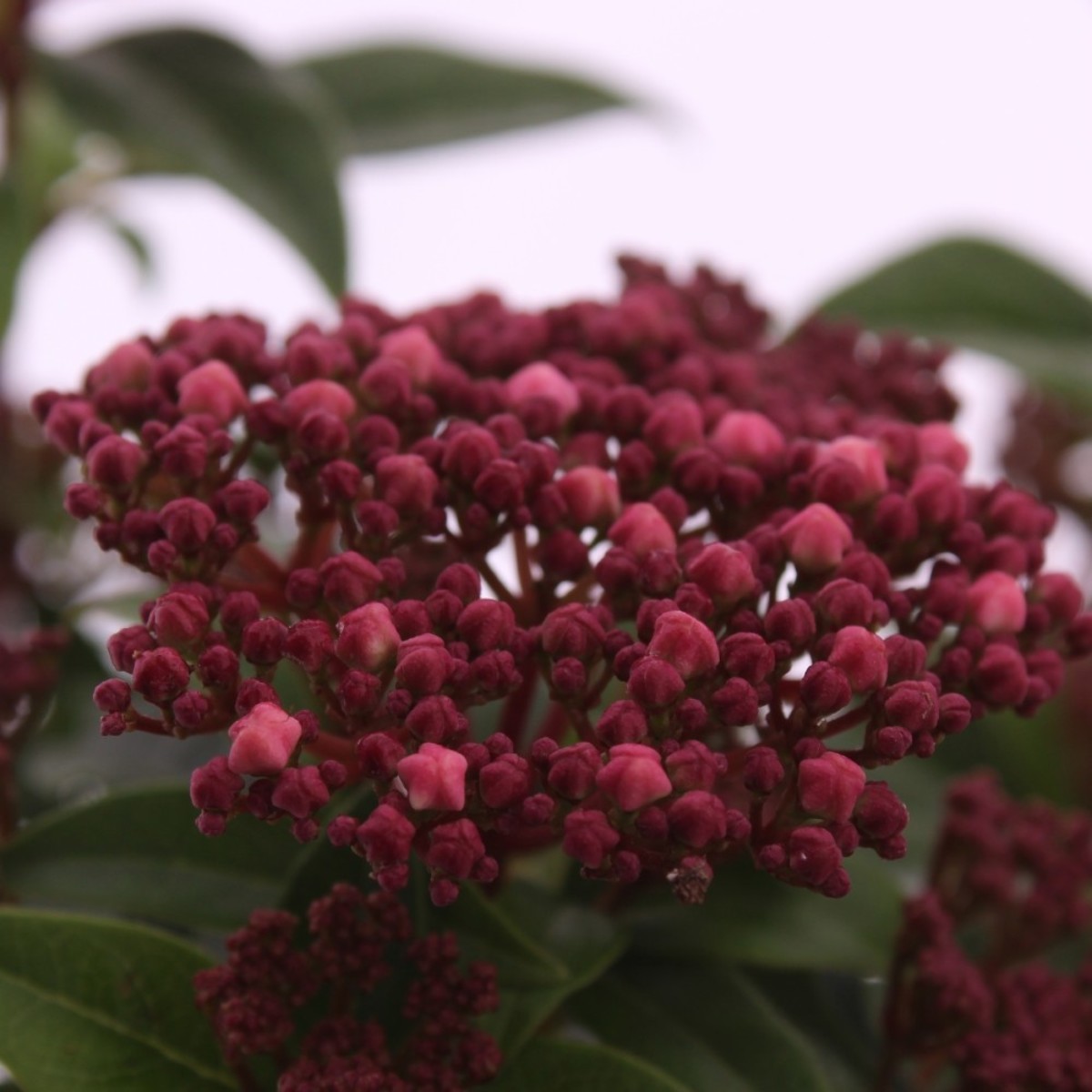 Main image on product details page