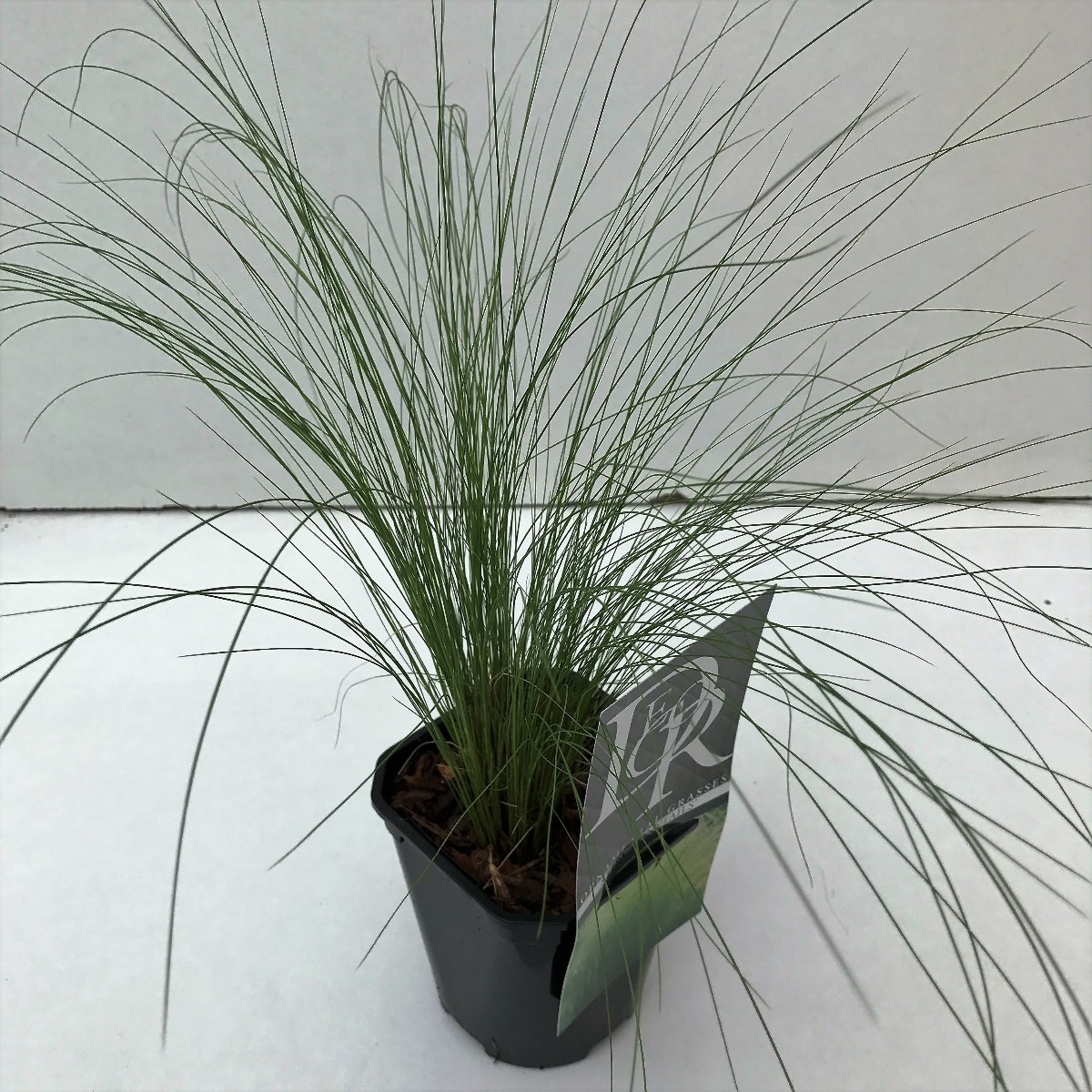 Main image on product details page