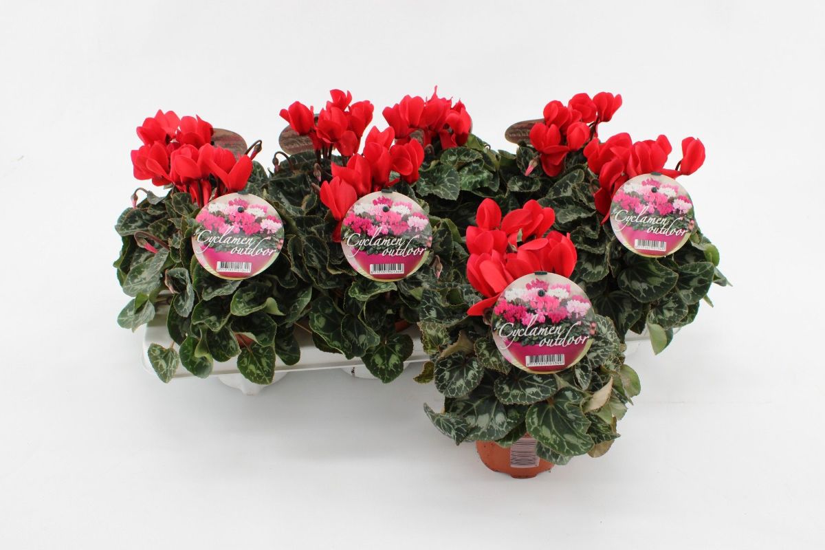 Main image on product details page