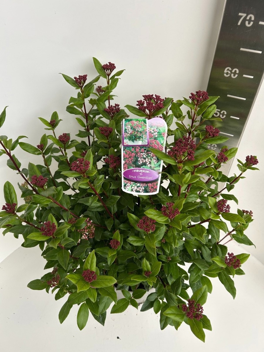 Main image on product details page