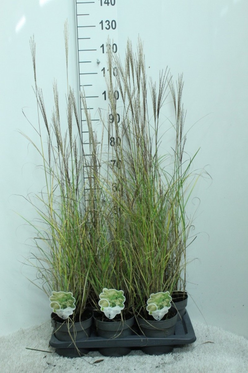 Main image on product details page