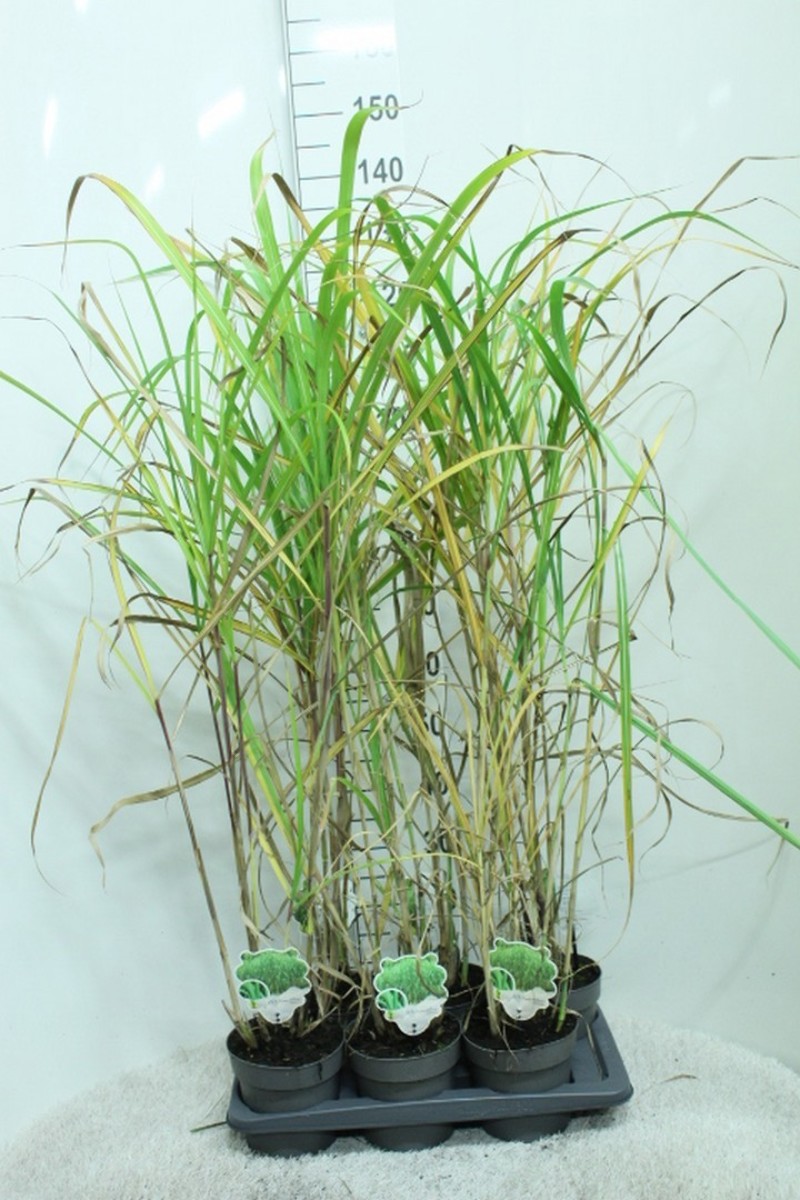 Main image on product details page