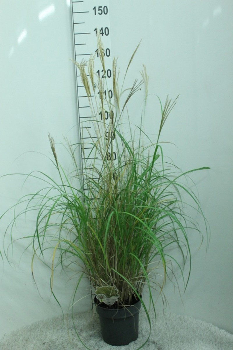 Main image on product details page