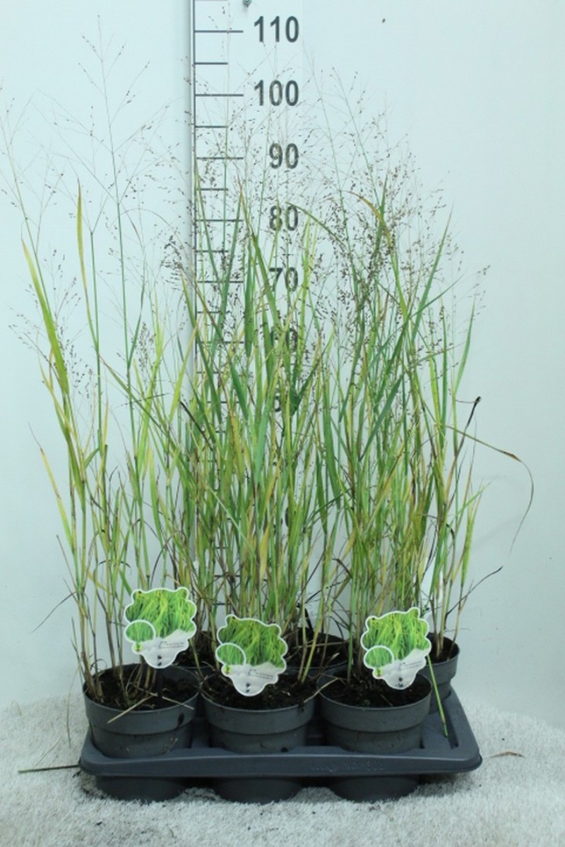 Main image on product details page