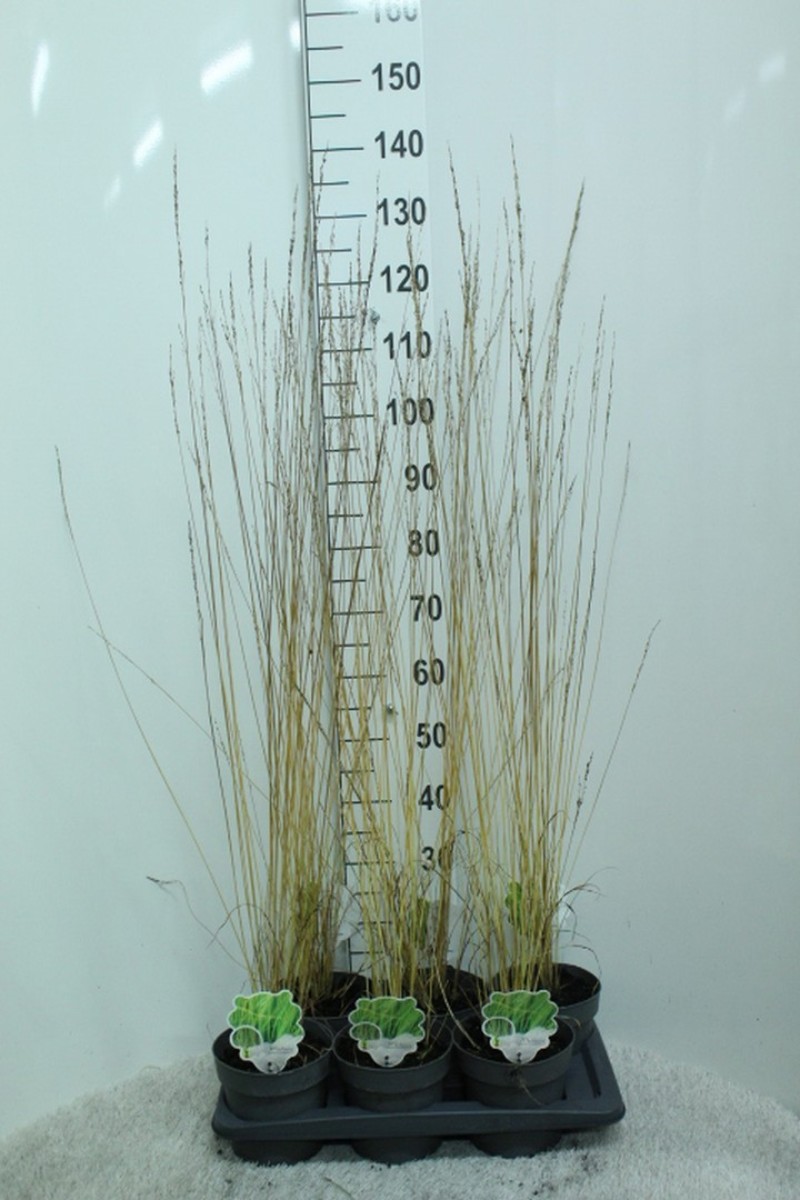 Main image on product details page