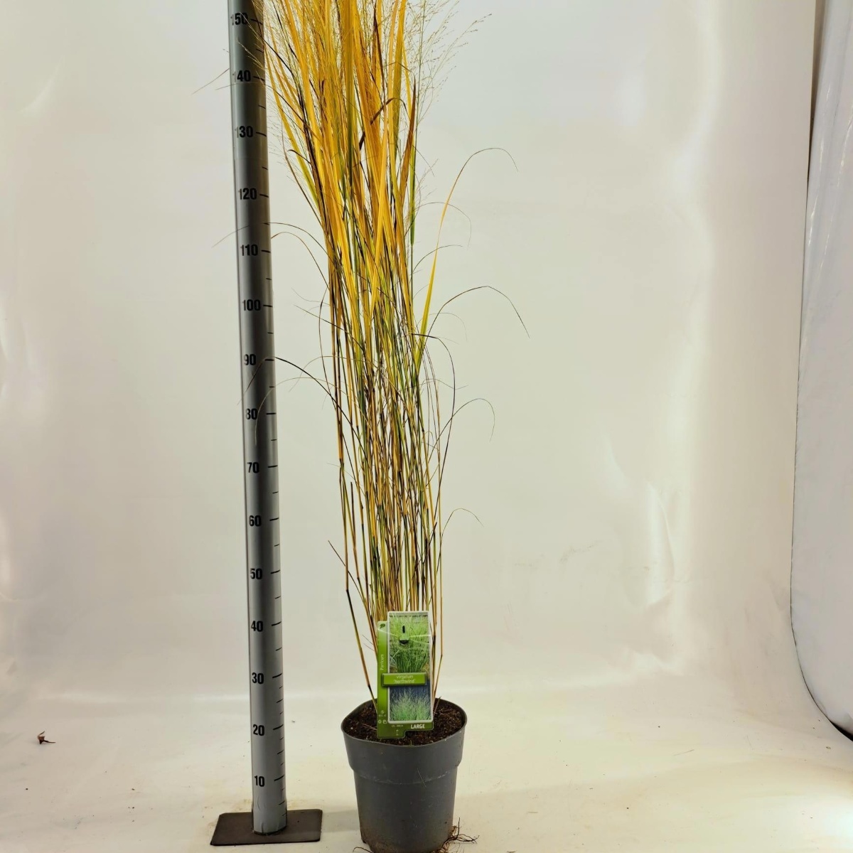 Main image on product details page