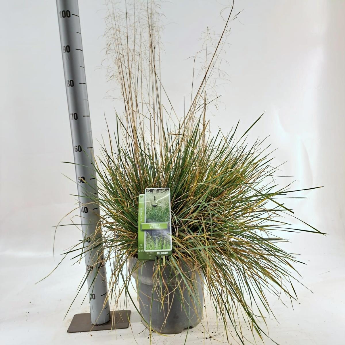 Main image on product details page