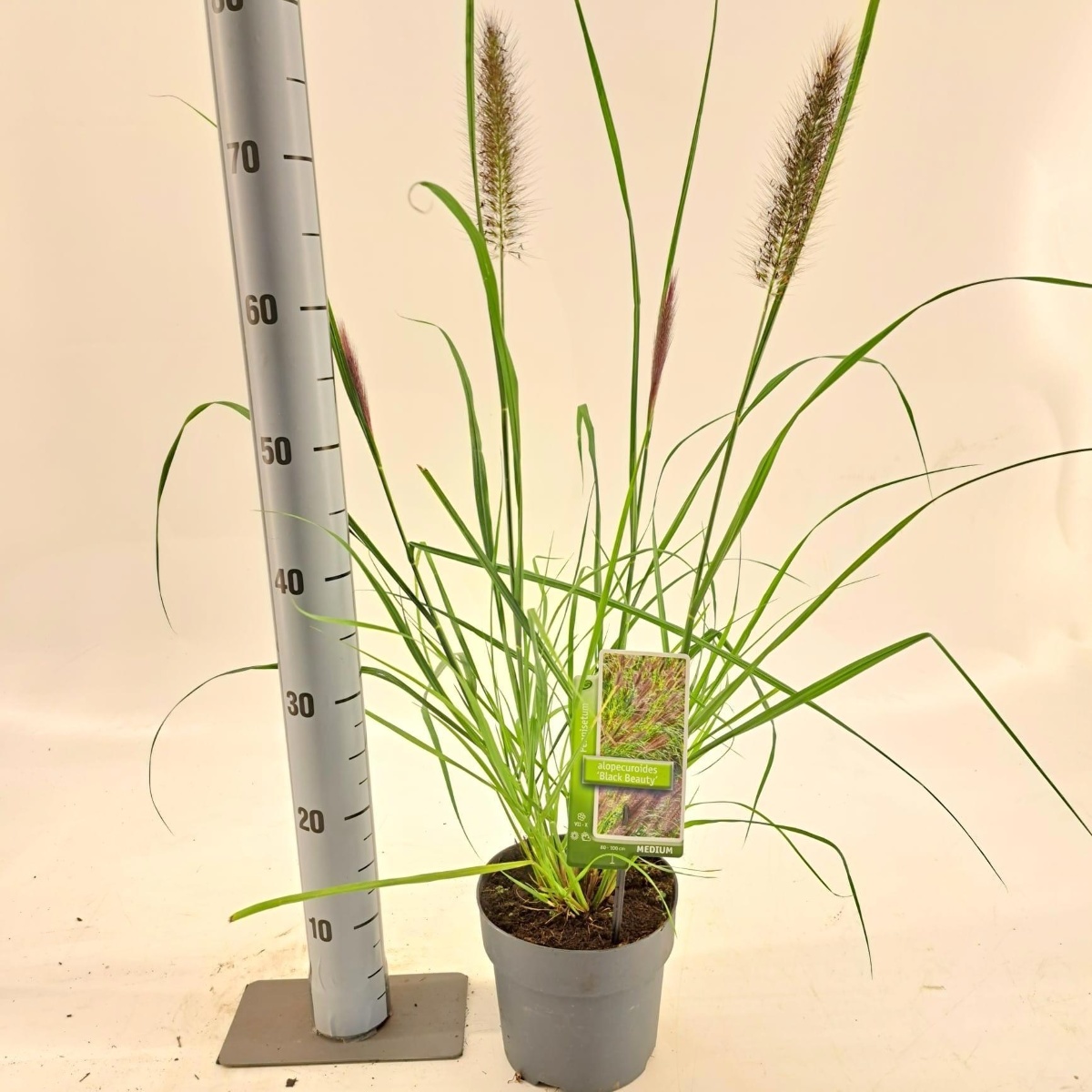 Main image on product details page