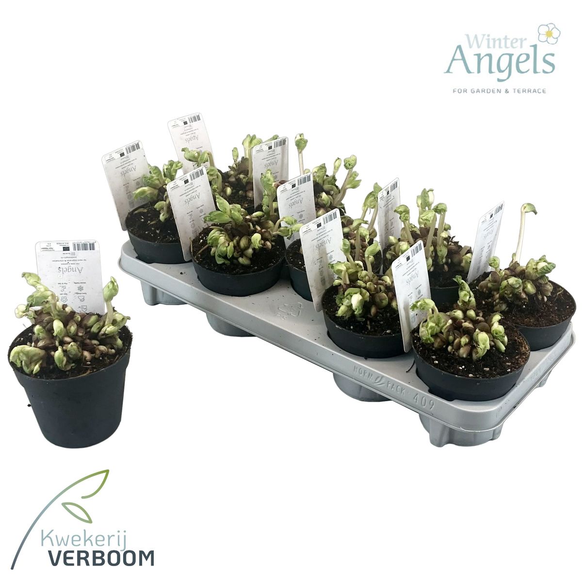 Main image on product details page