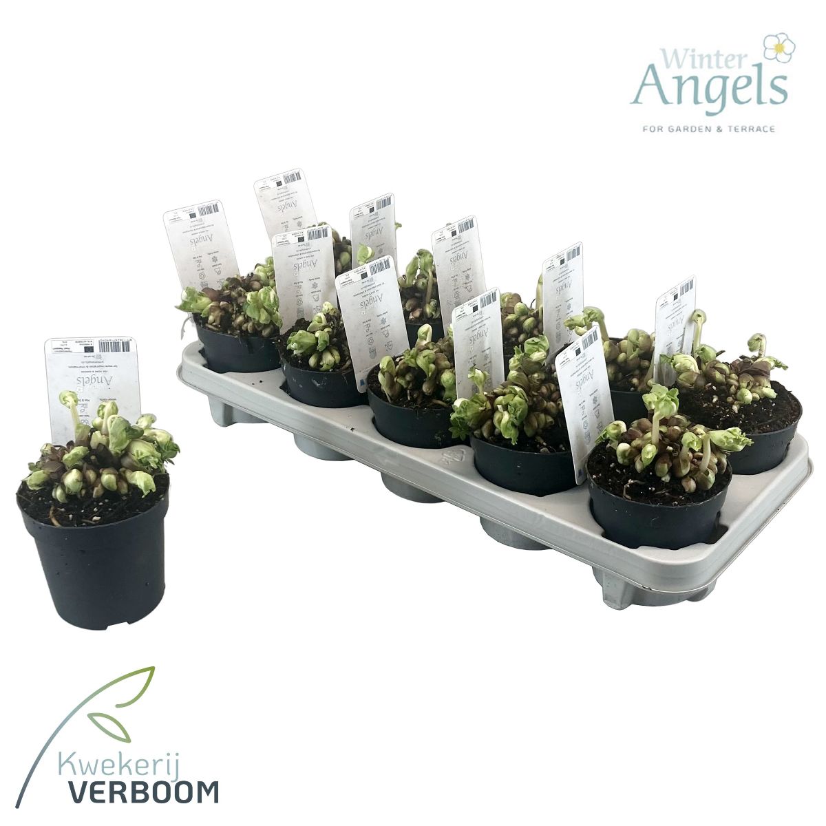 Main image on product details page