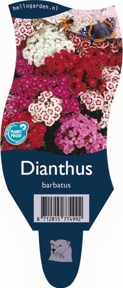 Main image on product details page